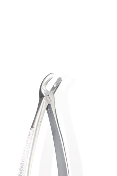 LOWER MOLARS FIG 21 (Cod. 1000-16)