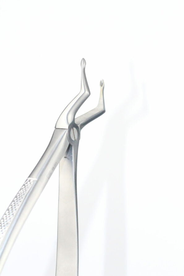 UPPER ROOTS FRAGMENTS FIG 189 (Cod 1000-38)