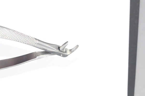 LOWER CANIES AND ROOTS FIG 74 (Cod. 1000-29)