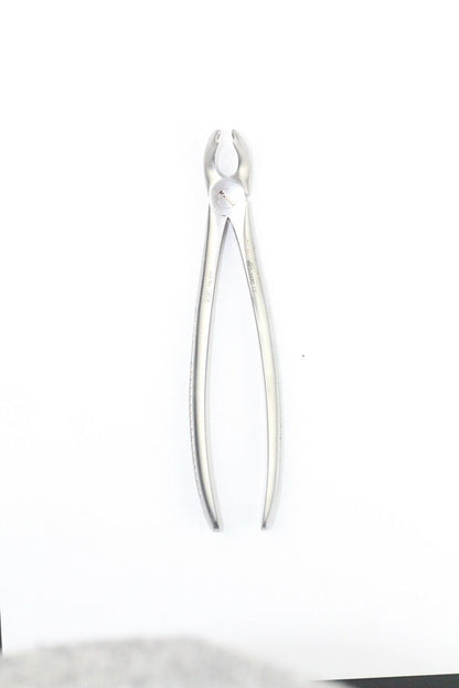 LOWER MOLARS FIG 21 (Cod. 1000-16)