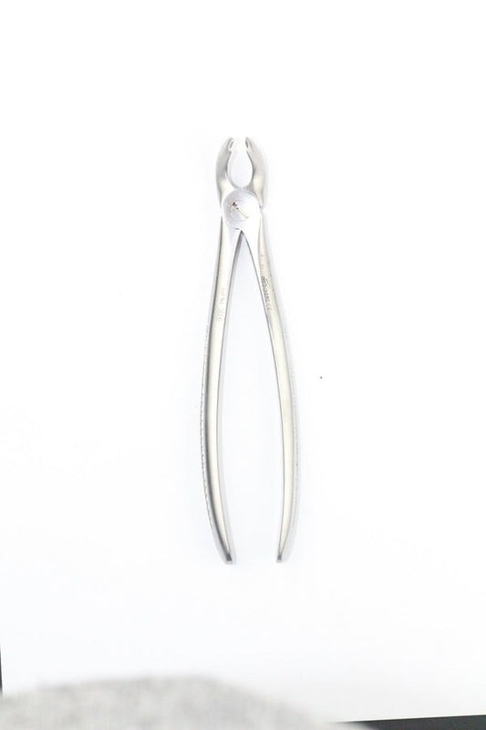 LOWER MOLARS FIG 21 (Cod. 1000-16)