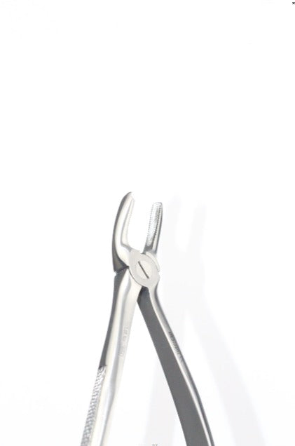 UPPER MOLARS RIGHT FIG 17 (Cod. 1000-13)