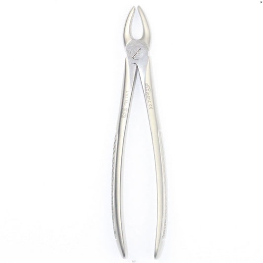 UPPER MOLARS RIGHT FIG 17 (Cod. 1000-13)