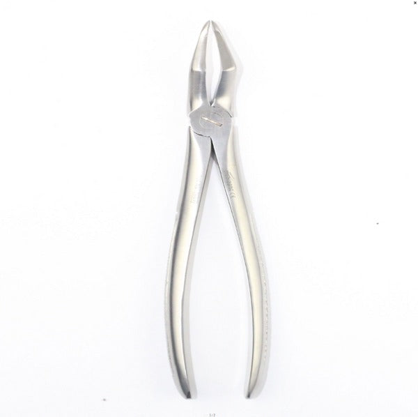 UPPER ROOTS FRAGMENTS FIG 189 (Cod 1000-38)